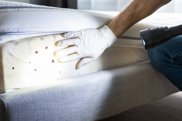 Best Best Pest Control Companies  in Salem, MO
