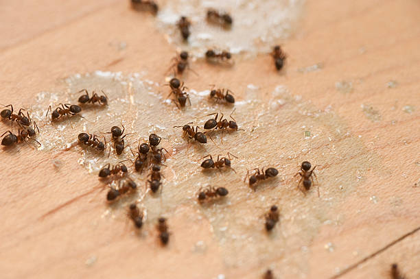 Best Flea Control Services  in Salem, MO